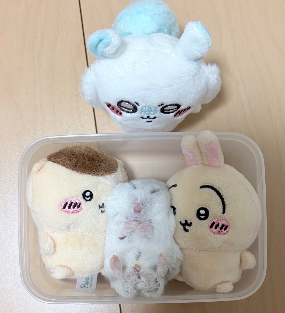 kedamaunchimaru's tweet photo. リズム感のあるちいくさ https://t.co/hkTa6Zlnlg
