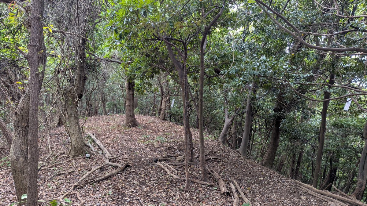 jusanya's tweet photo. 神谷山は兵庫県と鳥取県の県境にあり、鳥取側では神谷山、兵庫側では居組大山というらしい。
登山道はなく、七坂八峠の陸上岬遊歩道付近から取り付いて尾根伝いに県境上を登る。
三等三角点「大鷺」がある山頂の展望はないけれど、途中に東浜を見下ろす景観の良いポイントあり。 https://t.co/GckzC9SBjA