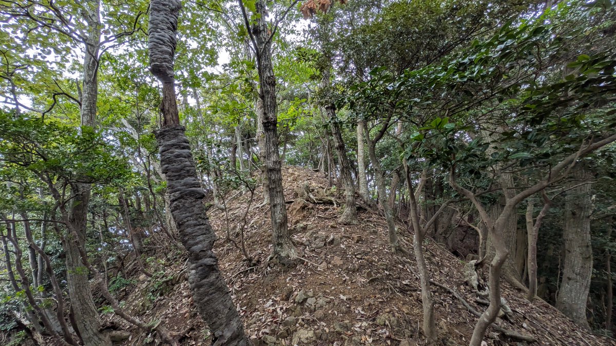 jusanya's tweet photo. 神谷山は兵庫県と鳥取県の県境にあり、鳥取側では神谷山、兵庫側では居組大山というらしい。
登山道はなく、七坂八峠の陸上岬遊歩道付近から取り付いて尾根伝いに県境上を登る。
三等三角点「大鷺」がある山頂の展望はないけれど、途中に東浜を見下ろす景観の良いポイントあり。 https://t.co/GckzC9SBjA