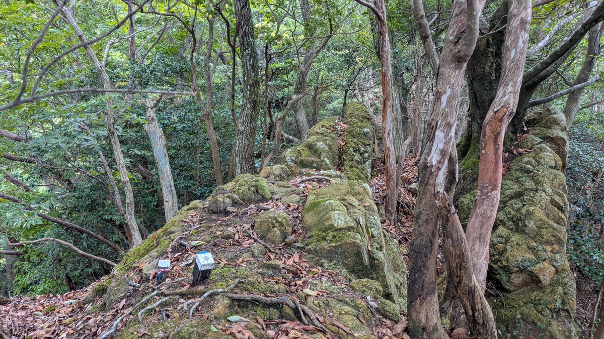 jusanya's tweet photo. 神谷山は兵庫県と鳥取県の県境にあり、鳥取側では神谷山、兵庫側では居組大山というらしい。
登山道はなく、七坂八峠の陸上岬遊歩道付近から取り付いて尾根伝いに県境上を登る。
三等三角点「大鷺」がある山頂の展望はないけれど、途中に東浜を見下ろす景観の良いポイントあり。 https://t.co/GckzC9SBjA