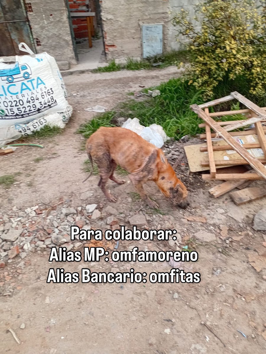OMFA_Refugio's tweet photo. No hay mucho para agregar a esta foto. Así vivía, en este estado deplorable buscando comida en la basura con zarna y desnutrición. Nadie merece vivir así. El ya está a resguardo con nosotros pero necesitamos colaboración para sus gastos veterinarios. https://t.co/24QbEBgRkY