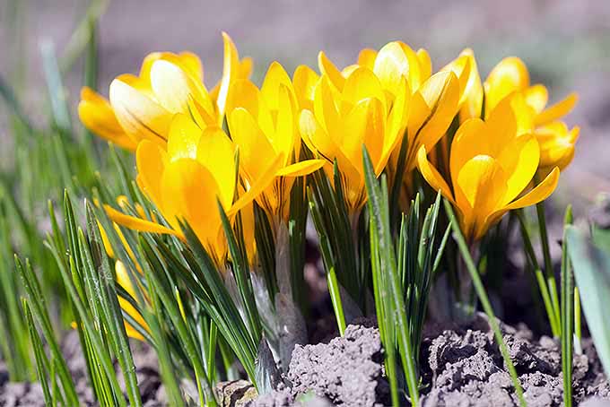 Gardeners_Path_'s tweet photo. Time to get those bulbs in the ground! Read more now >>> A Sign of Spring and a Taste of Luxury: How to Grow Crocuses https://t.co/hQ8Igny98g #growyourown #crocus #gardening #fallbulbs https://t.co/0gvYW32zBP