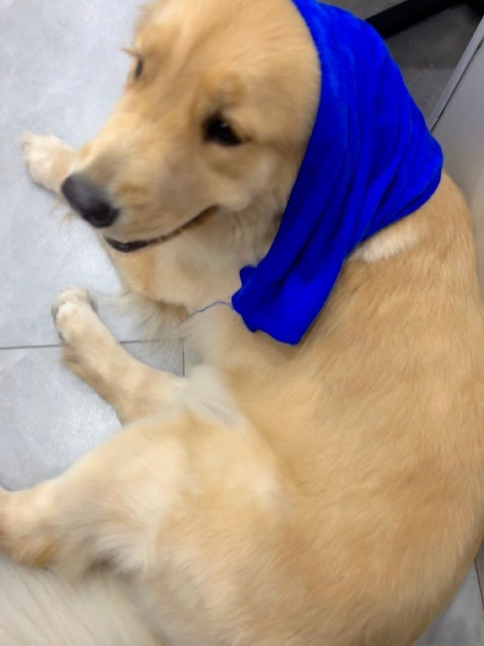 Yaned1989's tweet photo. Every messy fur, sleepy snuggle, and silly zoomies—my pup’s the best daily dose of happiness https://t.co/35iAhcLfvK