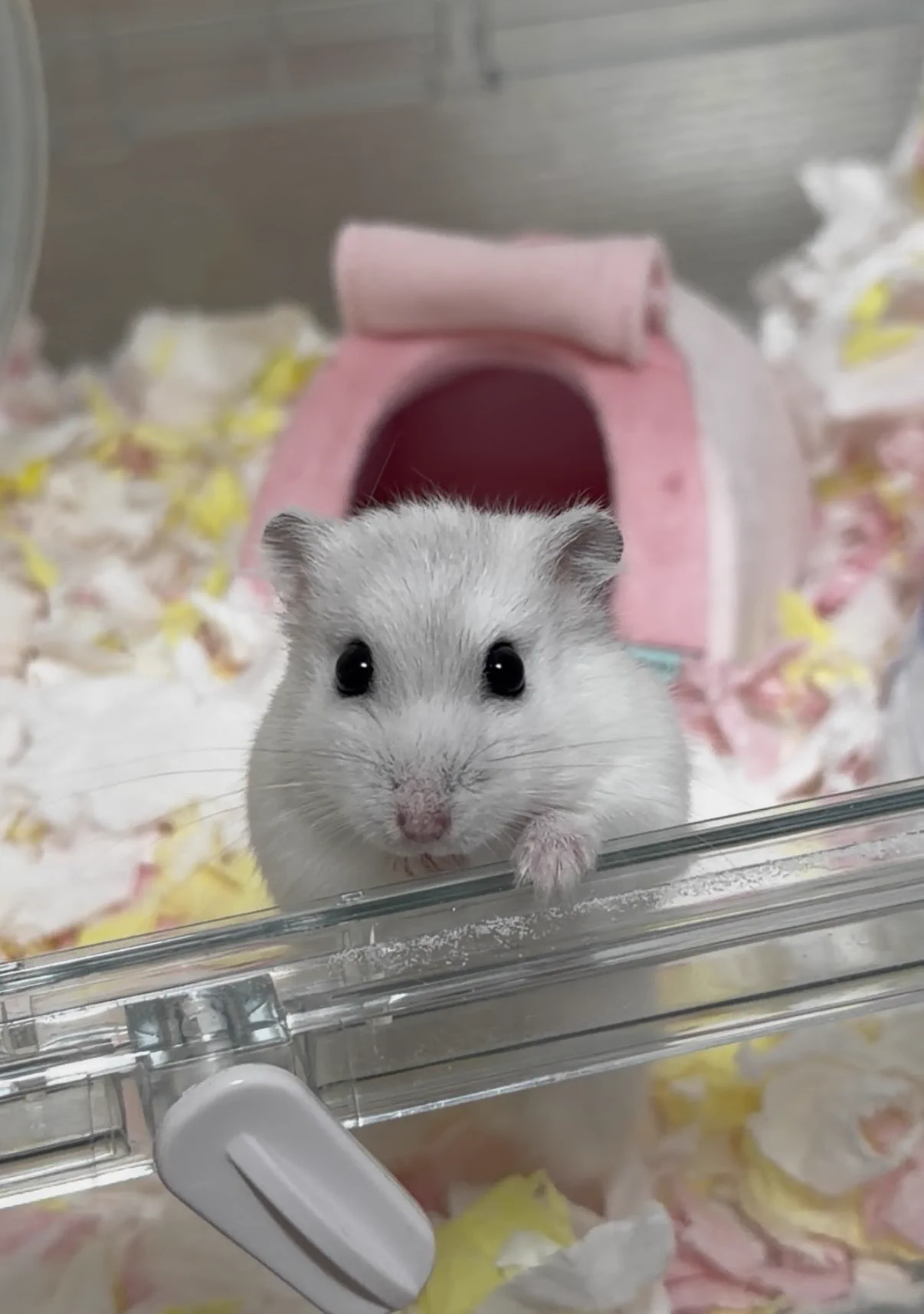 ハムスター ハムっと🐹みなみ on X: 