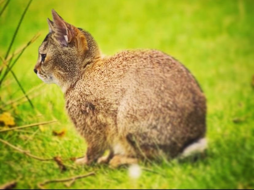 sillylilylmaoo's tweet photo. scientists have discovered a new species called cabbit 😮😮👇👇 https://t.co/znmeknl1s5
