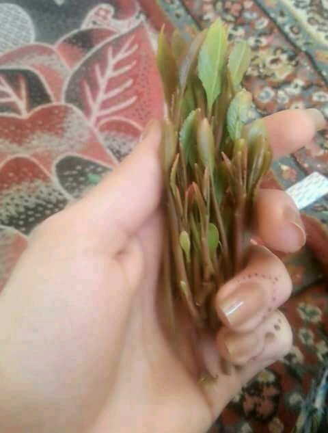 h08vfs's tweet photo. أدور شخص يزغبني خلفي فقط ويكون ثقه https://t.co/GXROjkvGXl