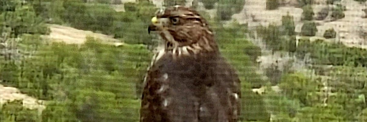 LilyRoslynWest's tweet photo. Looked out our bathroom door one morning and this beauty was watching me brush my teeth. https://t.co/f99aVkgcrZ