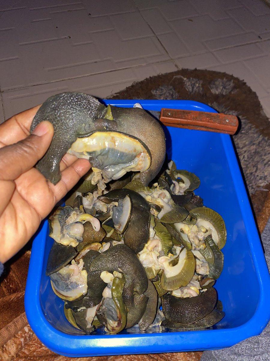 Adunni_olohunje's tweet photo. @Msangeljames I sell snails oga mi 🙌 https://t.co/4NMWCLHtmK