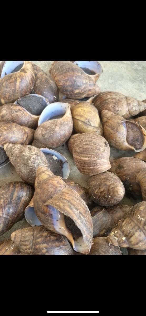 Adunni_olohunje's tweet photo. @Msangeljames I sell snails oga mi 🙌 https://t.co/4NMWCLHtmK