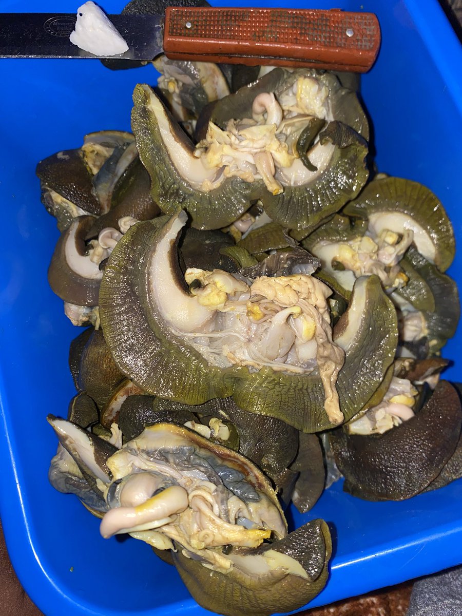 Adunni_olohunje's tweet photo. @Msangeljames I sell snails oga mi 🙌 https://t.co/4NMWCLHtmK