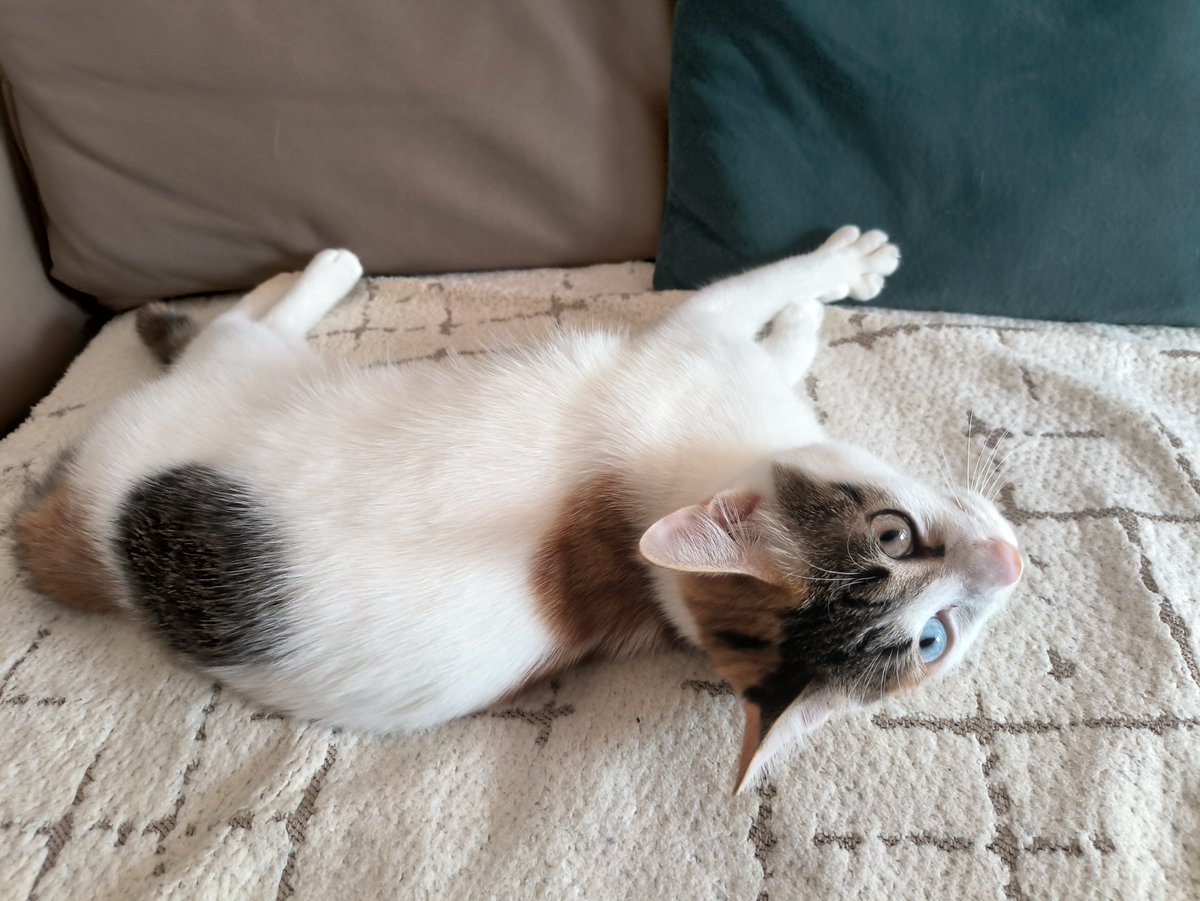 yxf0808's tweet photo. 子猫はもう半年になりました🐱 https://t.co/qNT0vhY5Af
