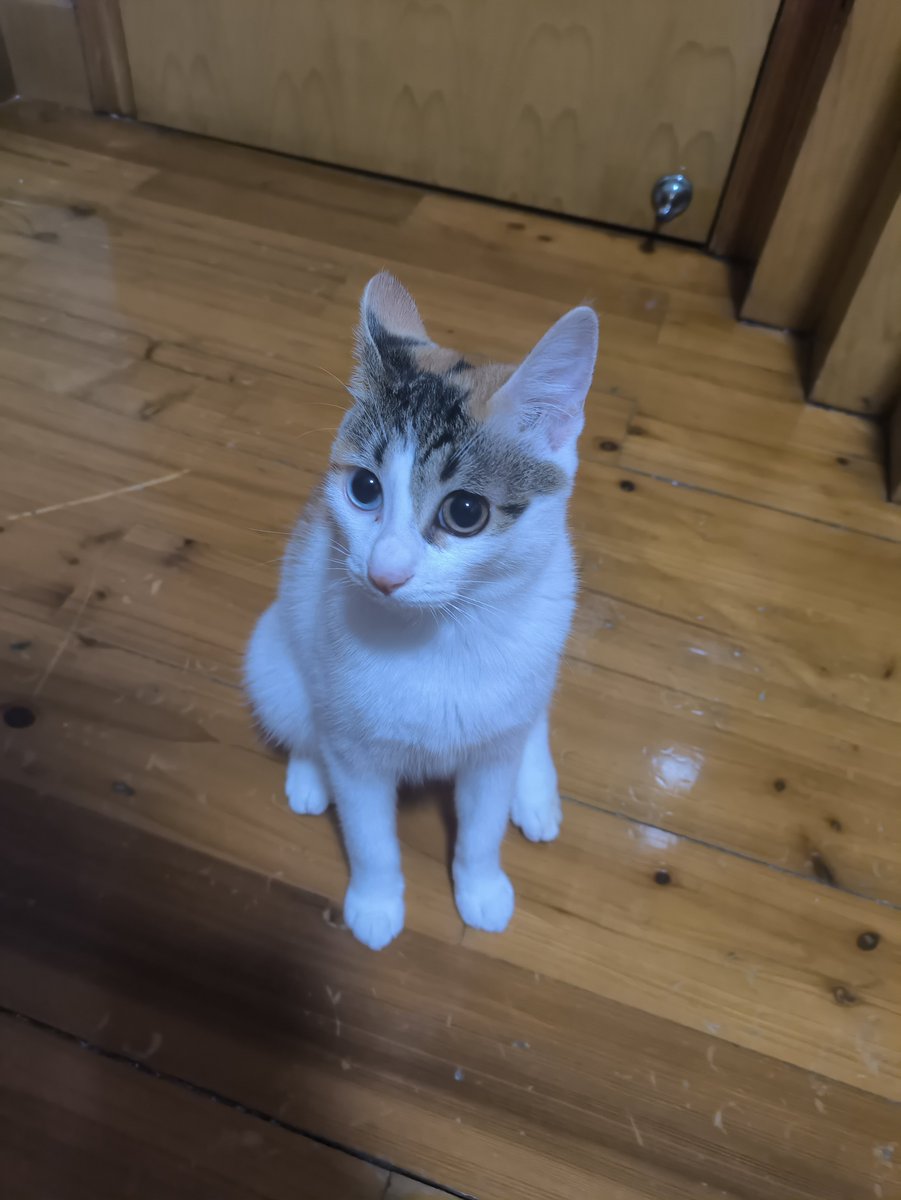 yxf0808's tweet photo. 子猫はもう半年になりました🐱 https://t.co/qNT0vhY5Af