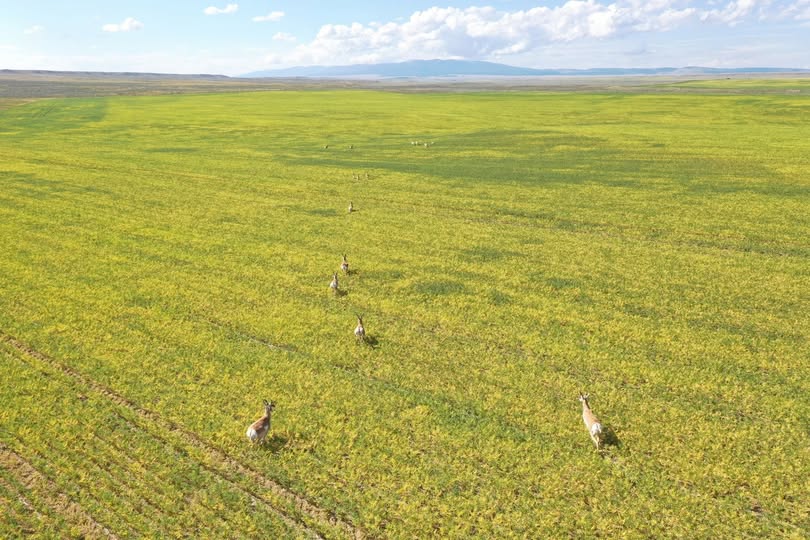 MGWLand's tweet photo. SOLD: The Golden Valley Farms, Golden Valley County, Montana
If you are considering selling your farm, or if you would like to discuss current land values, please use the link below for more info: https://t.co/IMWKqg6rEJ

View listing here: https://t.co/Rf32qbL9IK https://t.co/GXZ25qyqhc