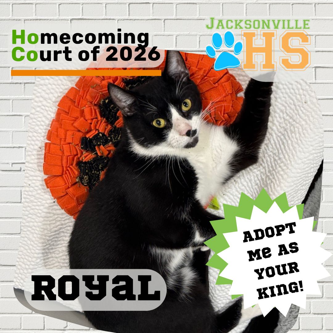 jaxhumane's tweet photo. Royal is ready to make headlines! 📰👑 This Homecoming Court cat-ndidate is smart, ambitious, and looking for someone to rule alongside him.

Adopt Royal during JHS Homecoming Week! This week, adoption fees are just $25! https://t.co/hAGW9krkfz