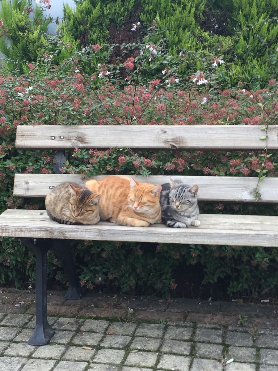 Catimators tweet picture