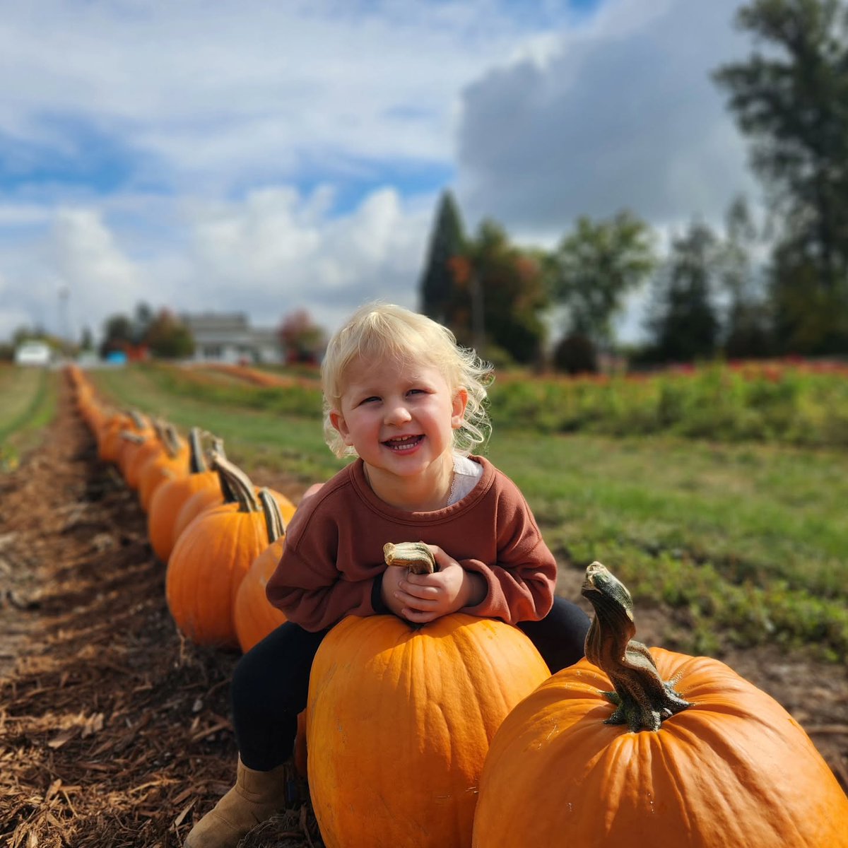 mikhail_22's tweet photo. На ферме только вдвоём. Октябрь в Maris Farms, WA. https://t.co/w52eKTBI4k