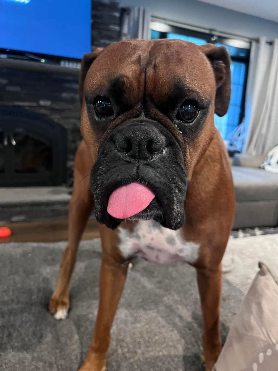 inntothenight's tweet photo. Happy TOT from Zeus! I’m pretty sure I was in his seat. Every seat is his though.
#boxerpuppy #boxerdogs #boxerlife
#boxerlovers #boxersrock #boxersoftwitter #boxerdogsoftwitter #dogsoftwitter #dogsofx https://t.co/MVy0UglB5v