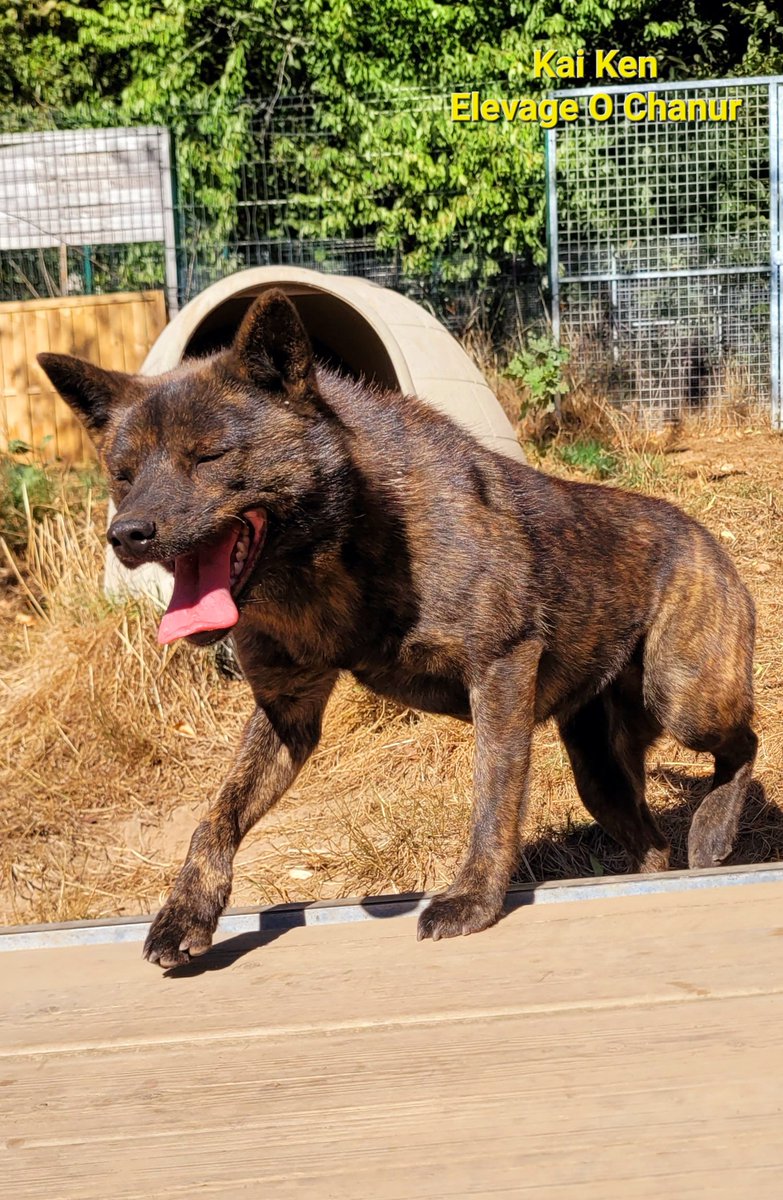 ChanurAkita's tweet photo. 32 degrés ce mardi ☀️😅 Sombra va se poser a l ombre et moi aussi! 😁🐺 Fait-il chaud aussi chez vous ?
Too hot today ☀️😅 Better to stay in shadow for my sweet Sombra 😁🐺
#甲斐犬 #kai #kaiken #elevageKaiken #kaidog #elevagecanin https://t.co/QsAR8Dleo0