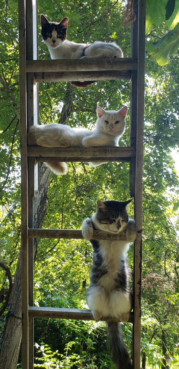 Catimators tweet picture