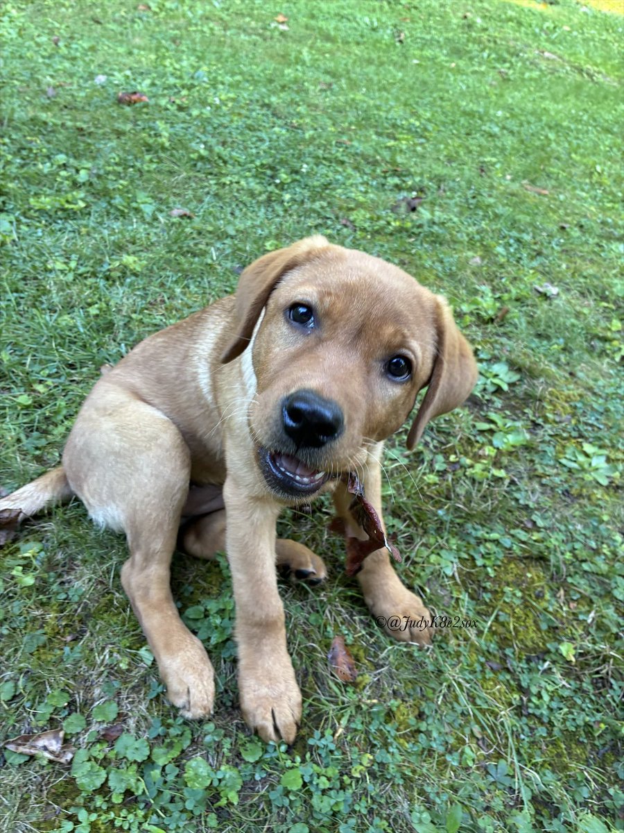 JudyK8e2sox's tweet photo. #TongueOutTuesday
Nope, not monchin’ a leafie🍁 mommy🤭
#dogsoftwitter #notcooperating #englishfoxredlabpuppy https://t.co/tDWMEhPaxV