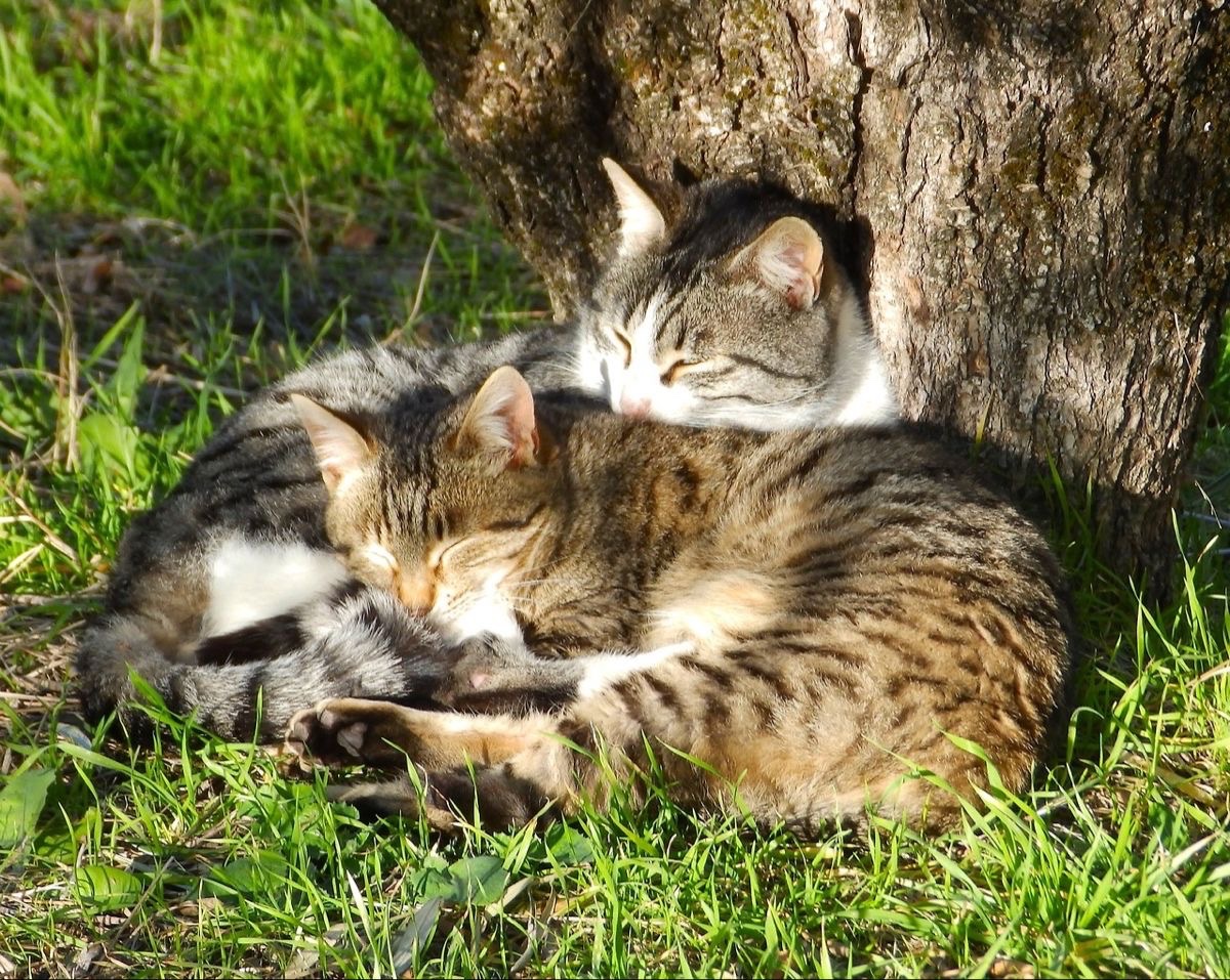 Catimators tweet picture
