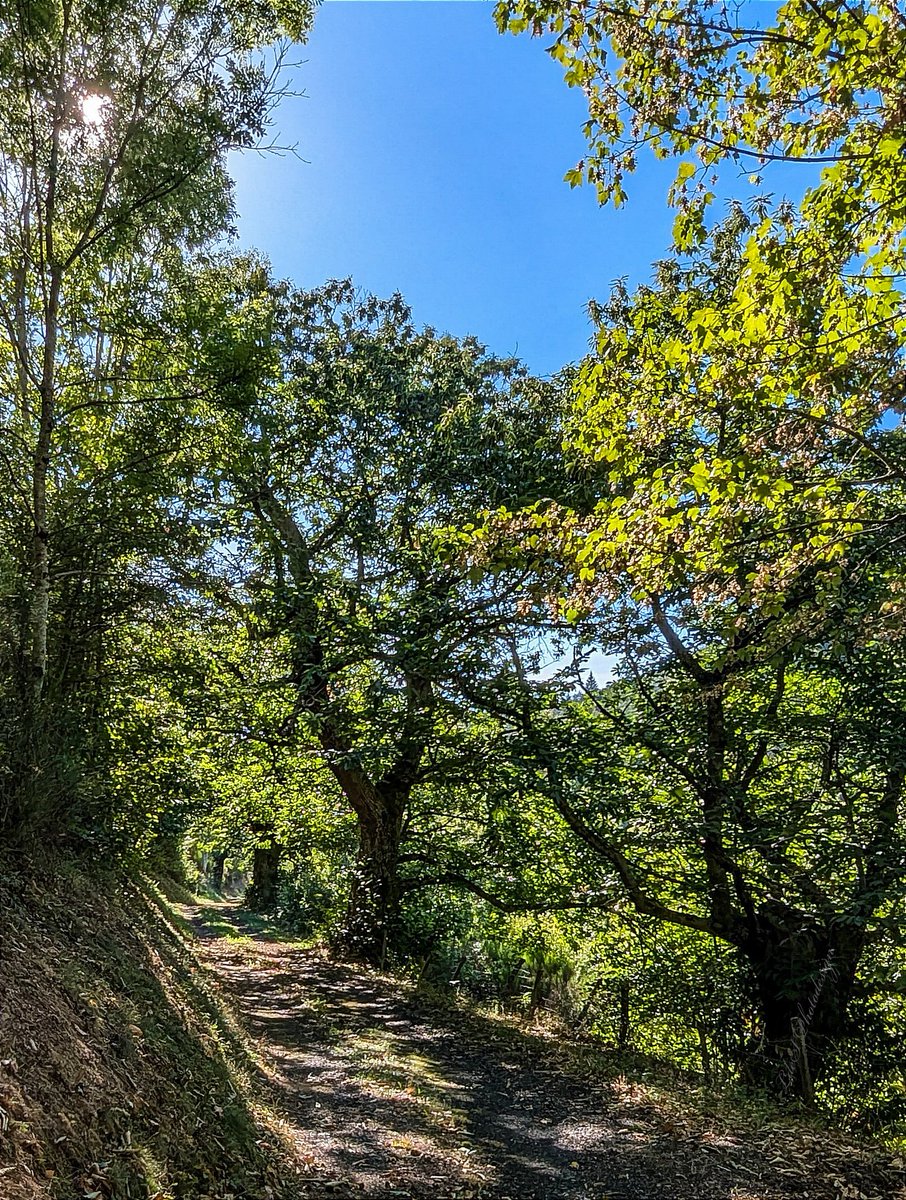 LdeSignalas's tweet photo. Sentier des châtaigniers 🌰
#ThickTrunkTuesday #scenery
#photography #scape #TreeClub #nature #forest #woodland #AmiesDesArbres
🌳💚🌳 https://t.co/ssdlqmSGUJ