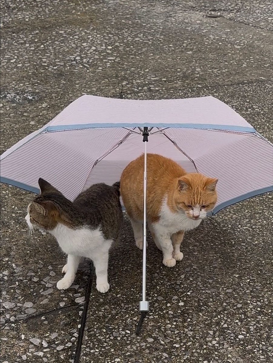Catimators tweet picture