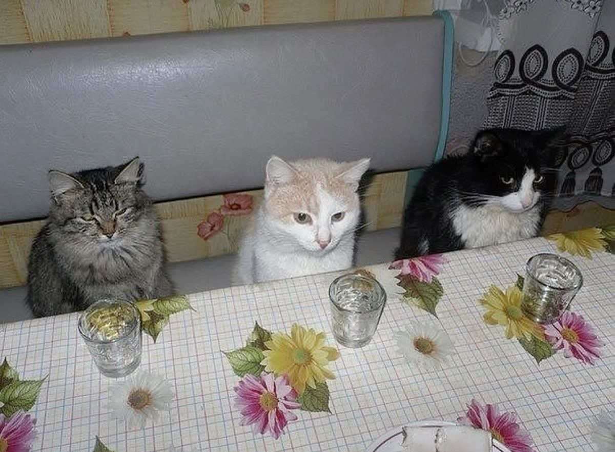 Catimators tweet picture