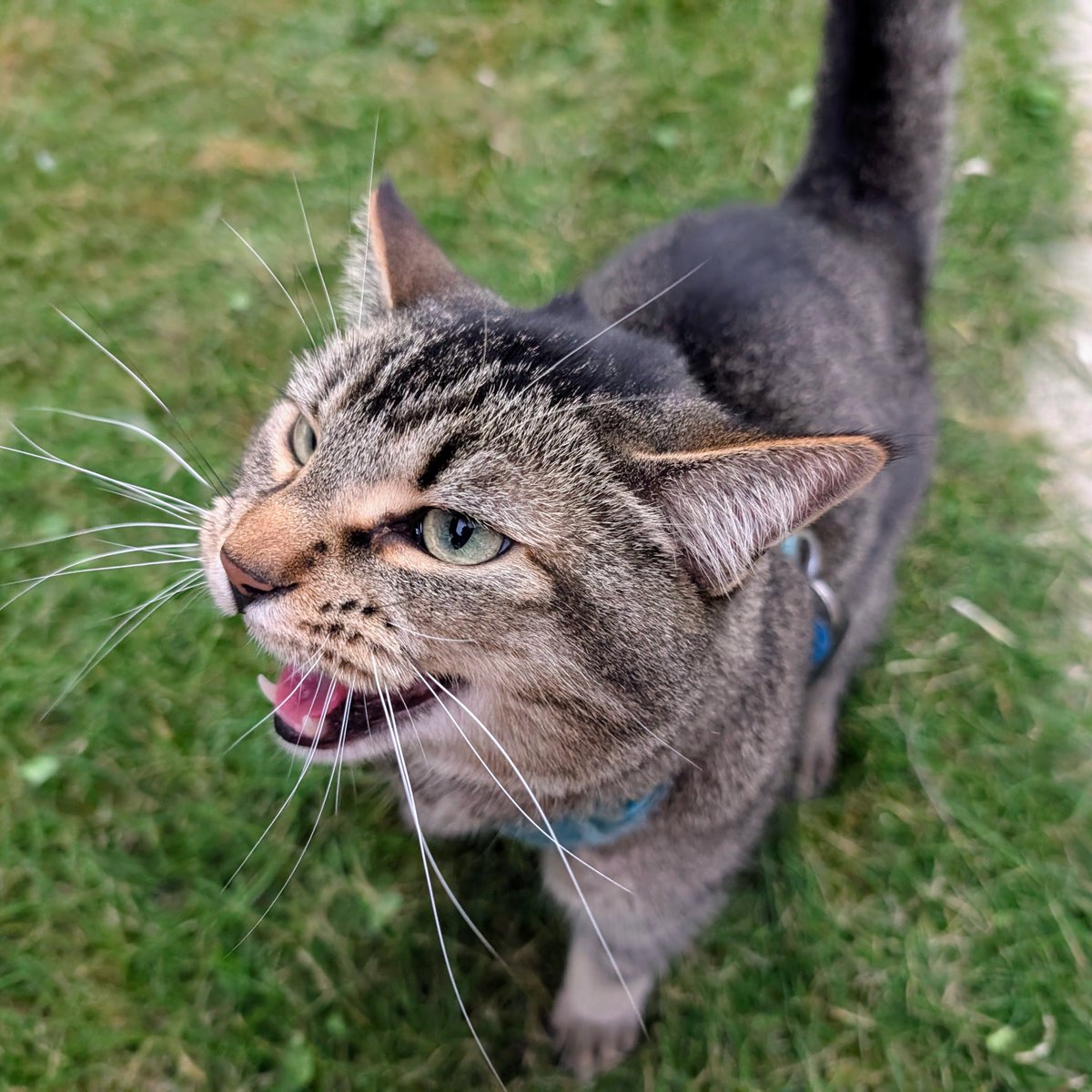 FartyCheddarCat's tweet photo. Wen mama not look
Da silly Figgy
Desided to go for walk

He be by himself
Jus a baby
As he twots along

Den mama goed to find him
He see her and he sing
He run to her all happy
Wat avenchur he had!

Walking bak wif mama
He twots along, happy
He not understand
Da twubble dat he in https://t.co/S9f0j7kdo8