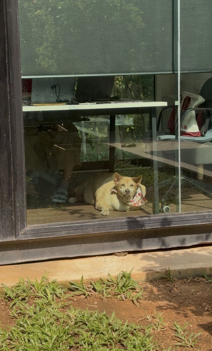 wearehappydoggo's tweet photo. Who else relates to Bella on a spiritual level? 😂

She spends her entire day relaxing in the air-conditioned office. She will happily walk out when it is time for dinner, but walking back? Not a chance.

She completely refused to walk, so we had to chauffeur her back to bed on a trolley. She is living her best, most spoilt life, and we are clearly just her staff at this point! 👑🐾