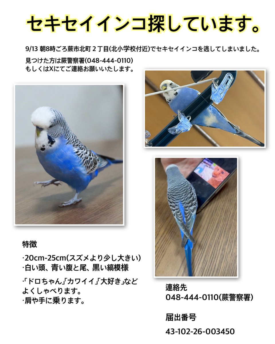 harukure_x's tweet photo. ⚠️セキセイインコ探しています⚠️

いなくなってから3日が経ちました。
暗くても人の声がしたらそこに飛んでいくような可愛い子です。

本人が好きな家の給湯ポットの音を録音したものを流しながら、明日も日の出から探します。
#蕨 #埼玉県 #迷い鳥 #迷子鳥 #迷いインコ https://t.co/s4eYDDc1zX