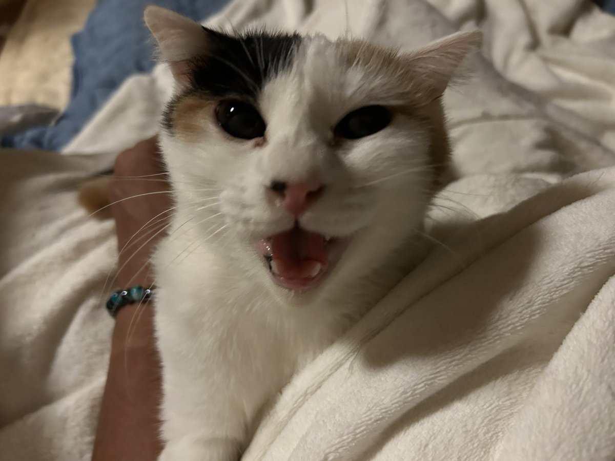 smilesmilehapy's tweet photo. わらび🐈

2キロくらい体重落とさないと
いけないのに
病院で測ってみたら
1キロ増えてた😂
最低でも2.5キロは減らしたい
とりあえず55に戻さないとだ✨ https://t.co/LxlcvesYmz