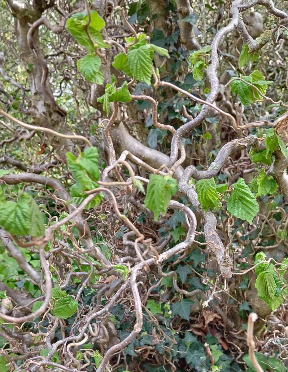 SDetectorist's tweet photo. #AlphabetChallenge
#WeekKforKn
Knarly branches π€ https://t.co/AxXpZd7C5d