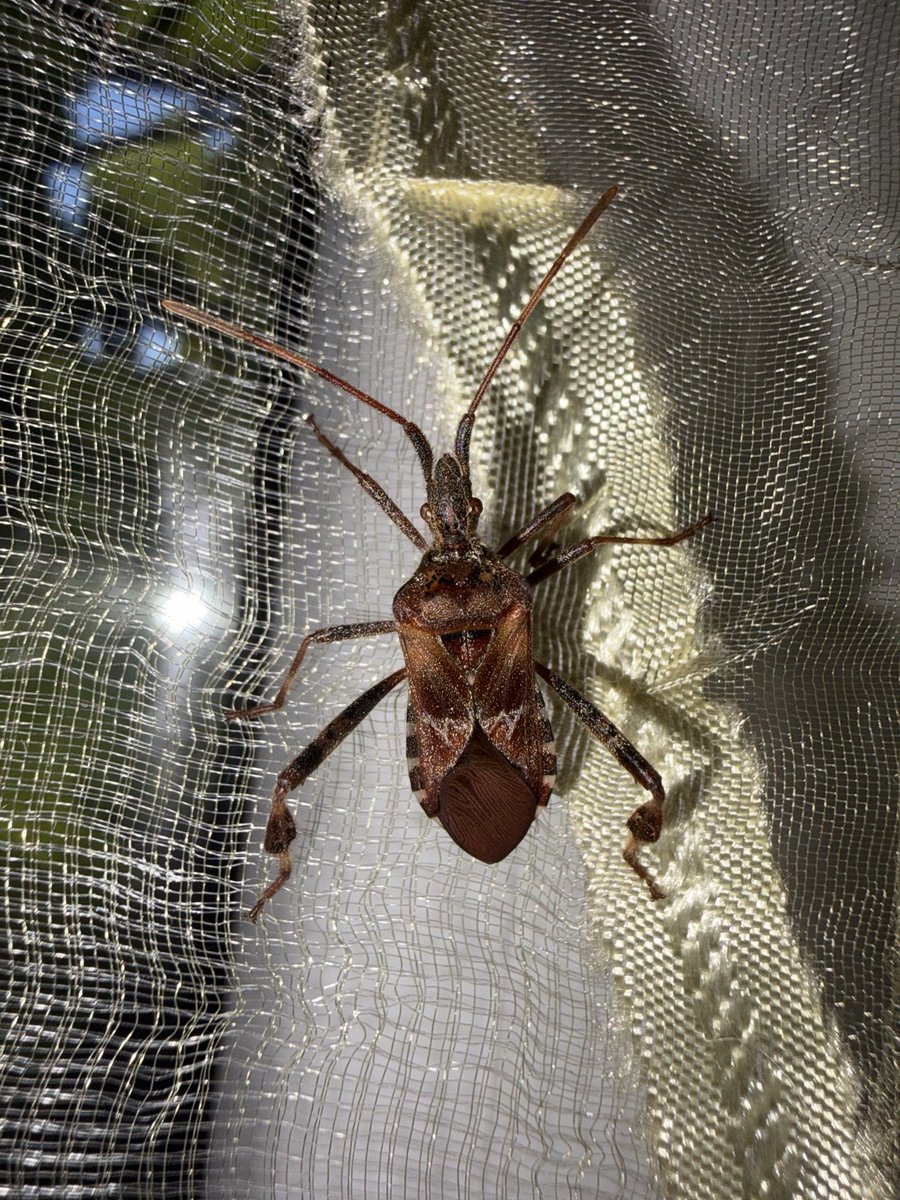 chr0bal's tweet photo. Western conifer seed bug but the lightning makes it look like an early 2000s ad #bugtwt https://t.co/SeBxptURGm
