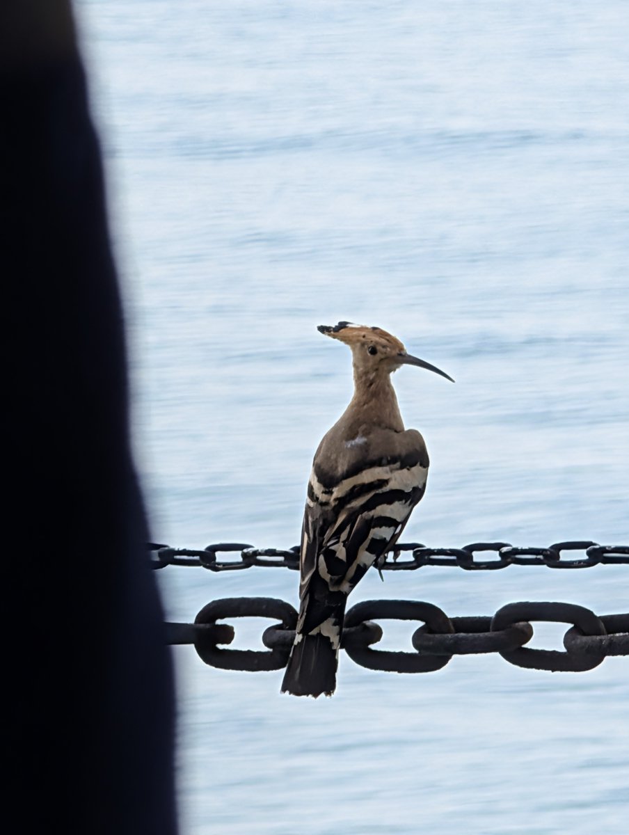IamTimayin's tweet photo. Hello today!
15092026
#SailingDaily
A Eurasian Hoopoe came to say hi https://t.co/M9XThBScLH