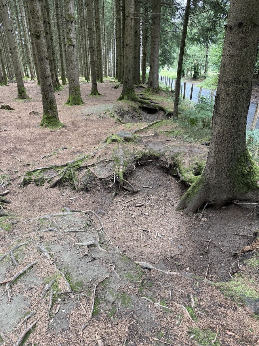 battlefieldexpl's tweet photo. The holes are still here. A line of foxholes runs along the edge of the Bois Jacques where Easy Company, 2nd Battalion, 506th Parachute Infantry Regiment, dug in on 20 December 1944.

The 101st Airborne had reached Bastogne the day before, short of ammunition, winter clothing and, in many cases, entrenching tools. Easy Company took its place on the northern perimeter facing Foy, with Dog and Fox Companies on its flanks. The men dug into frozen ground with helmets and bayonets and roofed the holes with branches and doors pulled from Foy.

The Germans never launched a full assault on this sector. They shelled it instead. Tree bursts sent splinters and steel down into open holes, and the cold did the rest. Frostbite and trench foot took more men than bullets. On 3 January 1945 a barrage in these woods took a leg each from Joe Toye and Bill Guarnere, Guarnere hit while dragging Toye to cover.

These are the same woods, and the line is where Easy Company held it. Whether every hole you see is the one dug in December 1944, and by whom, is something nobody can say with certainty after 81 years.

Guided a group from The National WWII Museum through the Bois Jacques today.