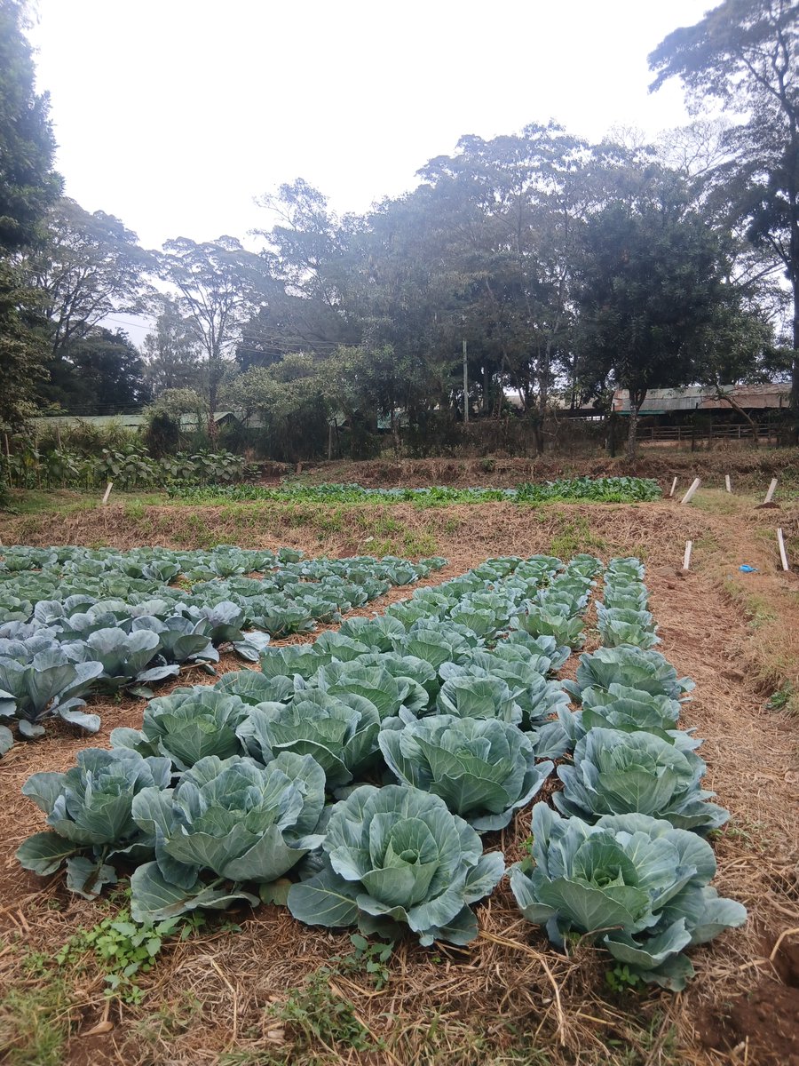 NairobiFoodAg's tweet photo. "Promoting Climate Smart Agriculture and Trade initiatives for sustainable economies".
From 28th September to 4th October at Jamhuri Park,Nairobi.NITF will bring together Nairobi County sectors and partners. Don't miss out!
#NITF2026 #nairobicounty #agriculture #Foodsystem https://t.co/3ti1HJoI6K