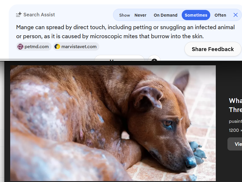 TilluPrime's tweet photo. PSA: Please do NOT touch or pet stray dogs. 
Almost all stray dogs in India carry the terrible skin disease Mange. It spreads by touching an infected dog.
Please spread this message, because no dog lover will tell you this. https://t.co/k1eLKJolUR