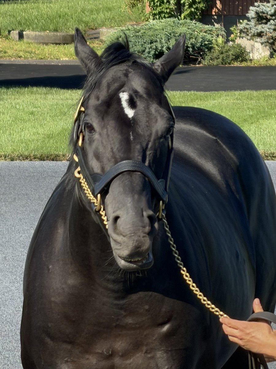 _fcfcfc0__'s tweet photo. Nothing could've prepared me for the image of a fat and balding horse in retirement 

This is hilarious https://t.co/QNn9Om3DAl