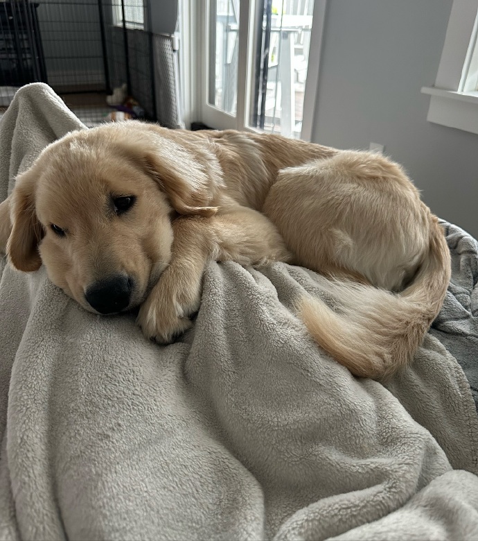 velvc627261's tweet photo. Nothing beats coming home to a wagging tail and soft purrs  My fur baby makes every ordinary day feel like a celebration! https://t.co/0DOnoNcPuV