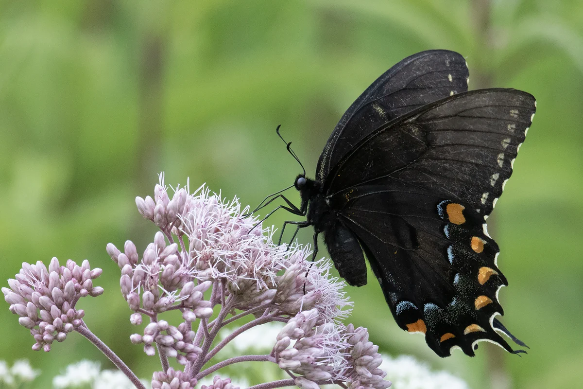 Close-up of a black butterfly with orange and light blue markings on the wing landed on a pink flower.

