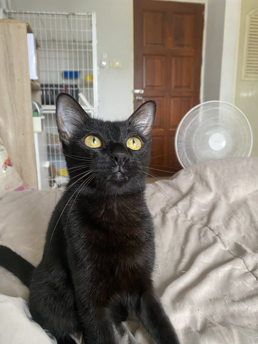 catperson020723's tweet photo. น้องดำ อยากมีบ้าน🏡

เพศหญิง  อายุ 1 ปี วัคซีนครบ ทำหมันแล้ว ปลอดโรคเอดส์ ลิวคีเมีย

นิสัย : ร่าเริง ขี้อ้อน เข้ากับแมวได้ดี

สนใจรับเลี้ยงติดต่อ : FB แมวหาบ้าน ขี้ข้าหานาย

ข้อมูลเพิ่มเติม : https://t.co/FunngtAai7

#ทาสแมว #แมวจรหาบ้าน #หาบ้านให้แมวจร https://t.co/pUd2XEgzlo