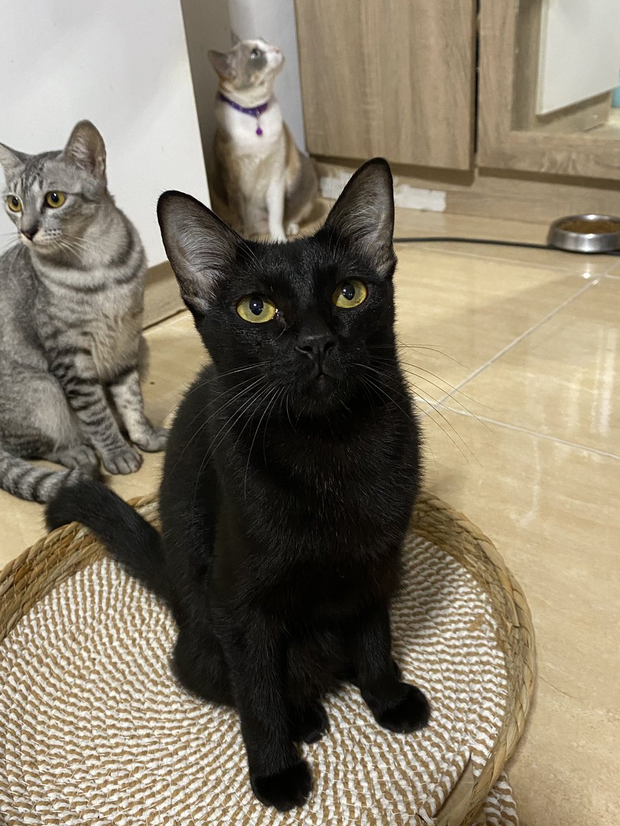 catperson020723's tweet photo. น้องดำ อยากมีบ้าน🏡

เพศหญิง  อายุ 1 ปี วัคซีนครบ ทำหมันแล้ว ปลอดโรคเอดส์ ลิวคีเมีย

นิสัย : ร่าเริง ขี้อ้อน เข้ากับแมวได้ดี

สนใจรับเลี้ยงติดต่อ : FB แมวหาบ้าน ขี้ข้าหานาย

ข้อมูลเพิ่มเติม : https://t.co/FunngtAai7

#ทาสแมว #แมวจรหาบ้าน #หาบ้านให้แมวจร https://t.co/pUd2XEgzlo