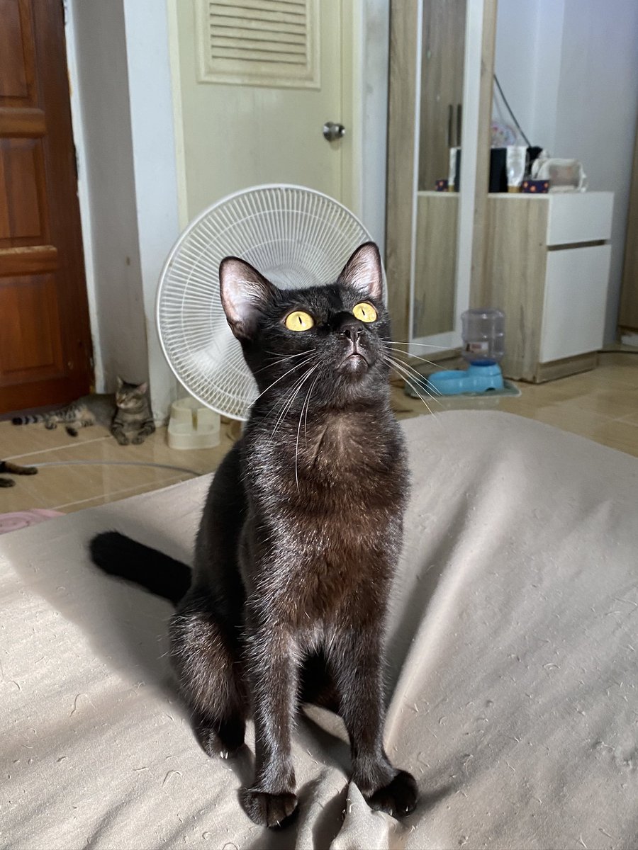 catperson020723's tweet photo. น้องดำ อยากมีบ้าน🏡

เพศหญิง  อายุ 1 ปี วัคซีนครบ ทำหมันแล้ว ปลอดโรคเอดส์ ลิวคีเมีย

นิสัย : ร่าเริง ขี้อ้อน เข้ากับแมวได้ดี

สนใจรับเลี้ยงติดต่อ : FB แมวหาบ้าน ขี้ข้าหานาย

ข้อมูลเพิ่มเติม : https://t.co/FunngtAai7

#ทาสแมว #แมวจรหาบ้าน #หาบ้านให้แมวจร https://t.co/pUd2XEgzlo