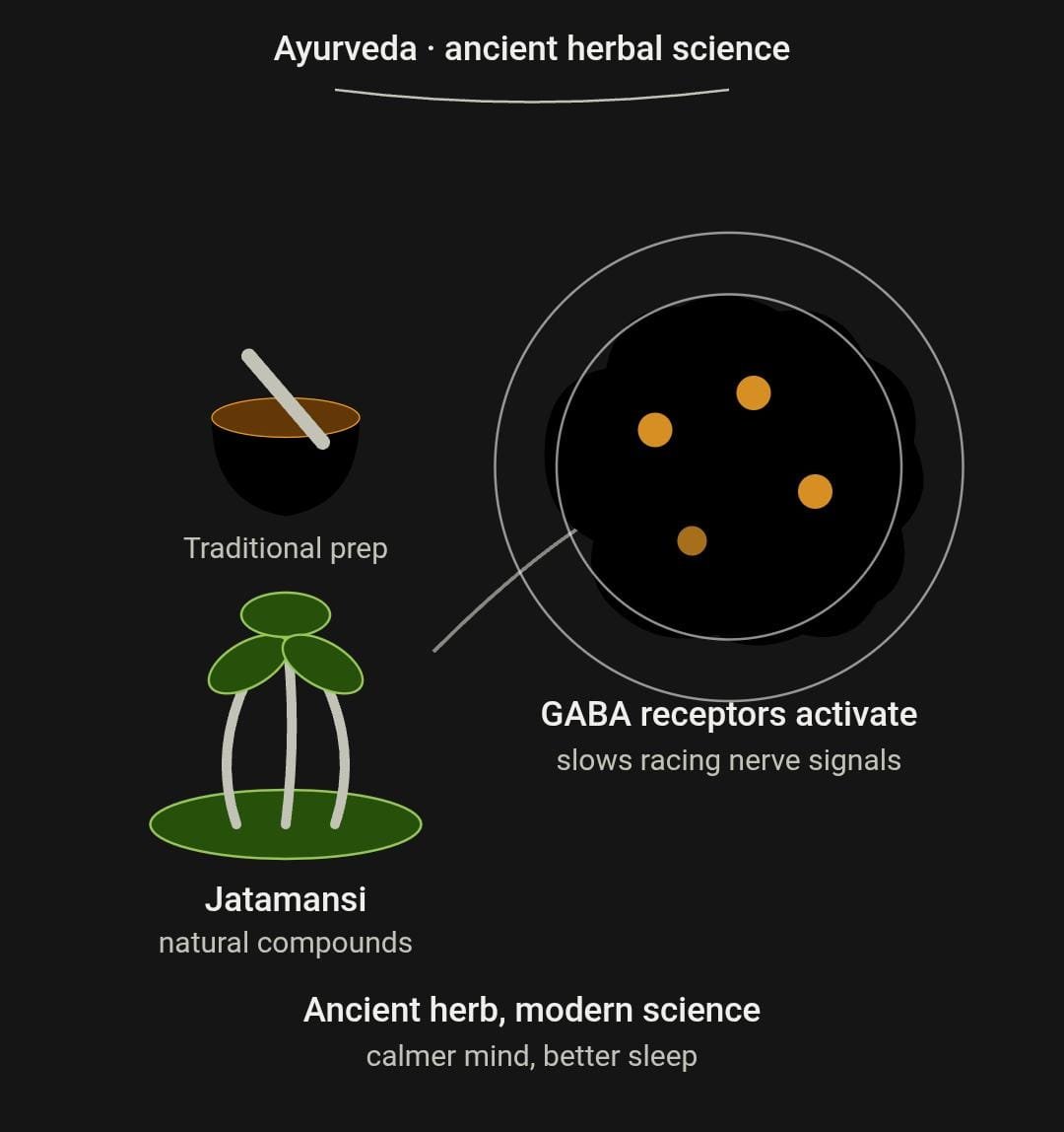 dMohitkumar's tweet photo. "Jatamansi isn't just an old herb — it actually works on your brain! 
Its natural compounds interact with GABA receptors (the calming system of your brain), slowing down overactive nerve signals.

Result? 
Less stress, better sleep, calmer mind....
#ayurveda
#medicinalplant https://t.co/vBjtk9e5BI