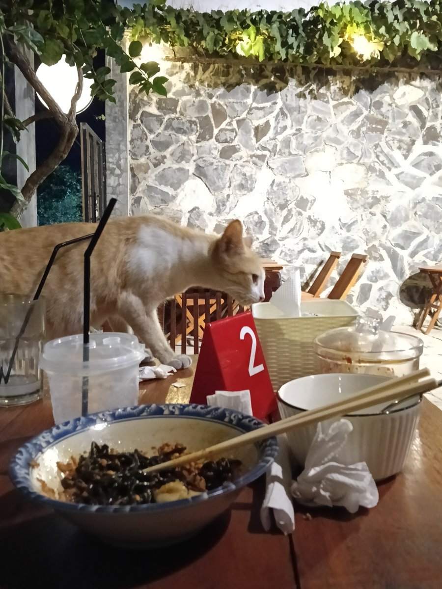 vanilaa__0's tweet photo. gini amat jomblo, ngedate pun sama kucing https://t.co/sYWPr473NR