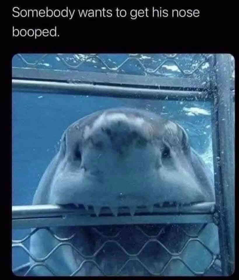BMY61's tweet photo. He’s not hunting.
He’s asking.
Would you boop it?
#BoopTheSnoot #sharktok #WouldYouBoop #boop #boopmemes https://t.co/o0h3AL0h4h