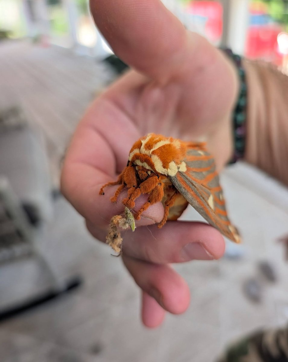jbr_19892's tweet photo. Check out this Regal Moth. It is crazy beautiful and has about a 5 inch wingspan! 

— Citheronia regalis moth 🧡 — https://t.co/itKrxc4gfy