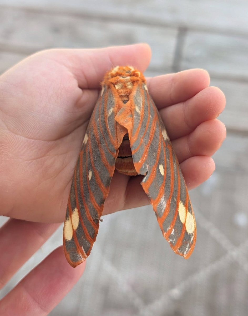 jbr_19892's tweet photo. Check out this Regal Moth. It is crazy beautiful and has about a 5 inch wingspan! 

— Citheronia regalis moth 🧡 — https://t.co/itKrxc4gfy