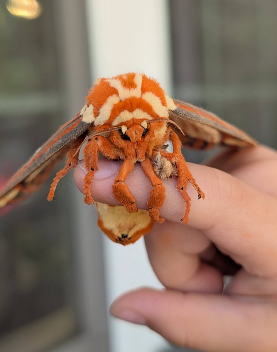 jbr_19892's tweet photo. Check out this Regal Moth. It is crazy beautiful and has about a 5 inch wingspan! 

— Citheronia regalis moth 🧡 — https://t.co/itKrxc4gfy